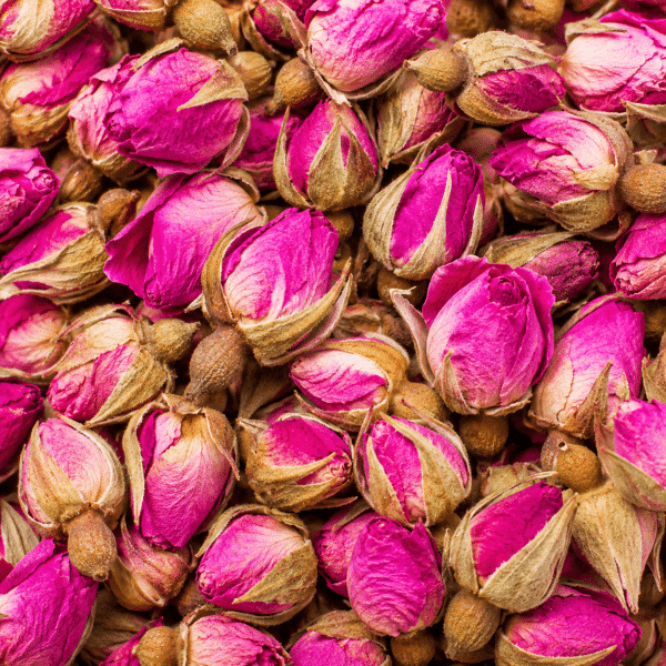 bouton de rose séché